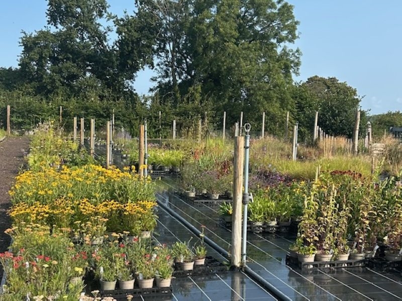 The Blooming Wild Plant Nursery